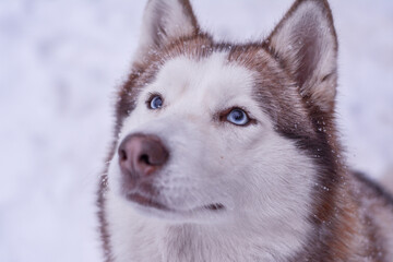 Siberian Husky looking up in the snow  