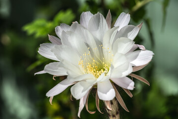 Cactus Echinopsis ancistrophora blooms with large white flowers on a green background. Close-up of a beautiful cactus flower on a natural green background