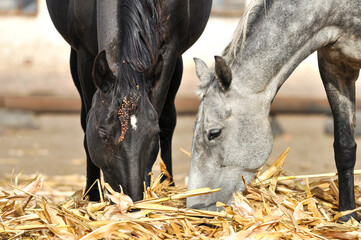 Two horses eat straw in a paddock near stable. Close-up of a black and grey horse eating straw together. Portrait of black horse with mane tangled up with burrs and grass seeds