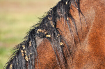 Close-up of burrs in the horse mane. Bay horse with thistle seeds in mane on pasture