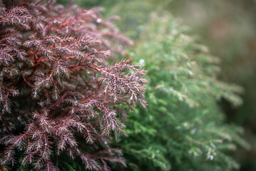 Dry Chamaecyparis Pisifera 'Squarrosa' branches against green branches on a foggy autumn day. Selective focus on brown dried leaves, caused by plant diseases or problems of ecology