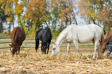 Herd of horses of different coat colors eating straw near the stable on an autumn day. Mares in a paddock against a backdrop of colorful autumn trees