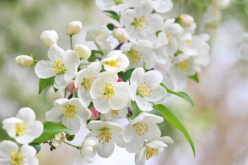 White crabapple blossoms in the spring