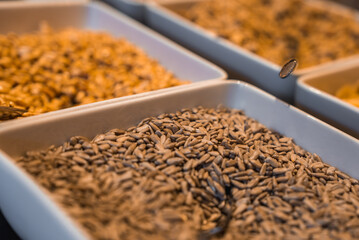 White trays filled with sunflower seeds and grains are neatly arranged under warm lighting, part of a breakfast buffet in the Italian Alps.