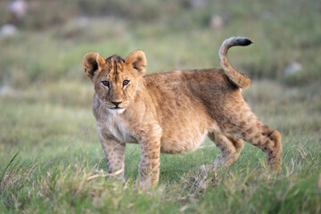 A very full lion cub with her big belly