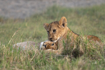 Lion cub siblings playing in the grass