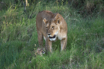 Lion cub crying out for his mom