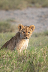 Lion cub portrait while sitting in the grass