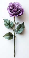 Fototapeta premium Single Plum Purple Rose with Green Leaves on White Background