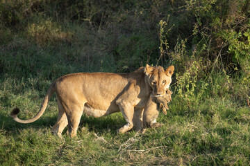 Lioness carrying her very young cub