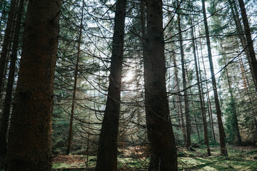 Sunlight Filtering Through Forest Trees.Forest landscape. Forest background. 