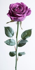 Obraz premium Single Purple Plum Rose with Green Leaves Isolated on White Background a Botanical Still Life