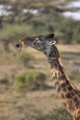 Red billed oxpecker bird about to clean the teeth of a giraffe