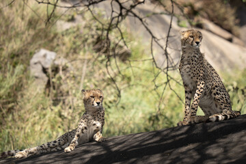 Two cheetah siblings watching a lion