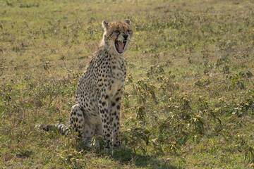 Yawning cheetah cub in the grass