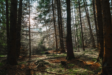 Obraz premium Mossy pine forest with sun glare. Dark silhouettes of trees in a sunny forest. Beautiful forest wallpaper with sunbeams. 