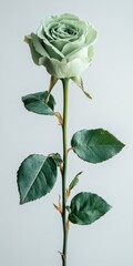 Sage Green Rose Blossom on White Backdrop a Botanical Still Life Featuring Elegant Petals and Fresh Floral Detail in Macro Studio Lighting