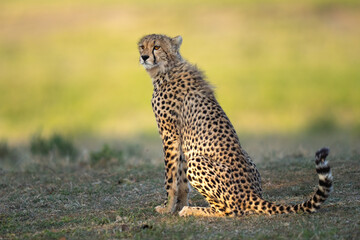 Older cheetah cub looking out over the Serengeti © feeferlump