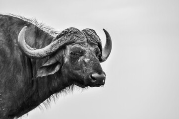 Naklejka premium A Headshot of a Wild Cape Buffalo.