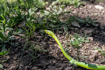 Rough green snake in a field, Guadalupe River State Park, Hill Country, Texas
