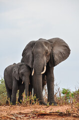 Obraz premium An African Elephant Mother and Baby Lean Into Each Other.