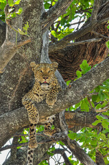 An African Leopard Relaxes on a Tree Branch as it Surveys the Savannah.