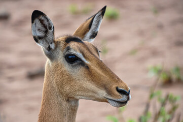 Portrait of an Impala.