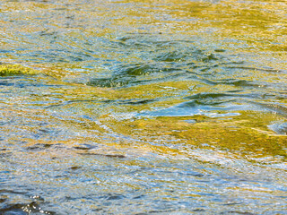 春の川　水の流れアップ191