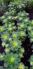 Lovely Aeonium Kiwi succulent row