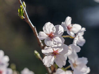 春　美しい桜の花のアップ15