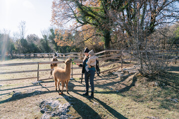 Fototapeta premium Mom with a little girl in her arms feeds green branches to a llama in the park
