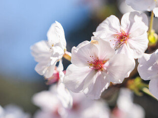 Obraz premium 春 美しい桜の花のアップ14