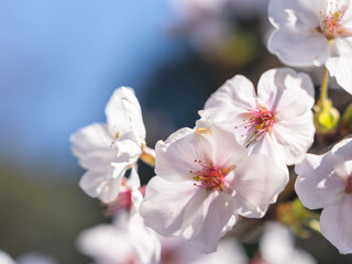 春　美しい桜の花のアップ13