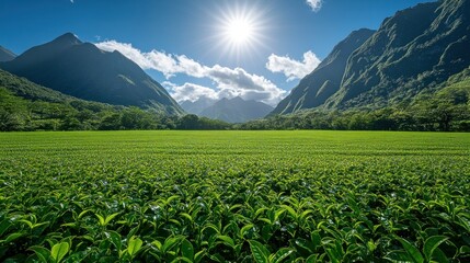 Fototapeta premium Lush tea plantation stretches under a vibrant sky, showcasing majestic mountains and lush greenery