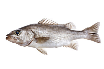 Fototapeta premium A fish is swimming in the water