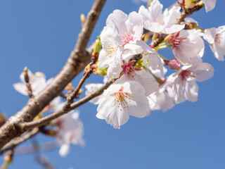 春　美しい桜の花のアップ08