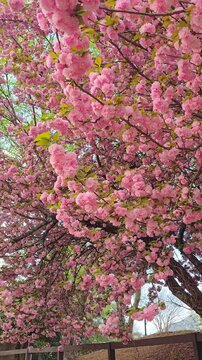 Beautiful pink Sakura Bloom Along Rustic Fence