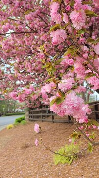 Beautiful pink Sakura Bloom Along Rustic Fence