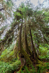 Fototapeta premium Hoh Rain Forest in Olympic National Park, WA