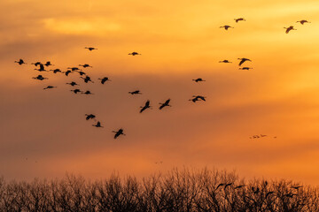 Fototapeta premium Sandhill cranes at sunset; Crane Trust; Nebraska 