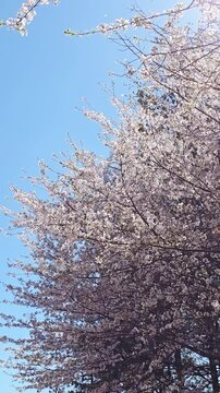 The wind sways the cherry trees. Spring blossoms of cherry trees and falling flower petals on a sunny day. A calming video.