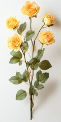 Fototapeta premium Cluster of Lemon Yellow Roses Isolated on White Background
