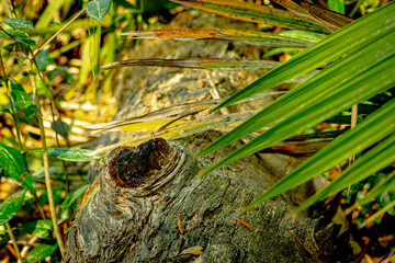 fallen tree in the forest