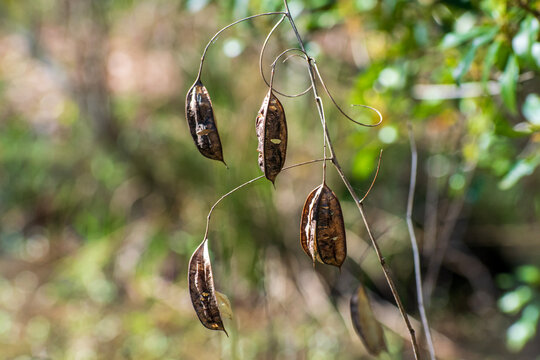 plants in the forest