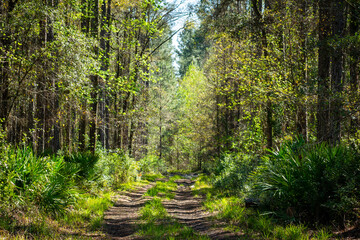 pathway in the forest