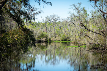 Obraz premium lake in the forest