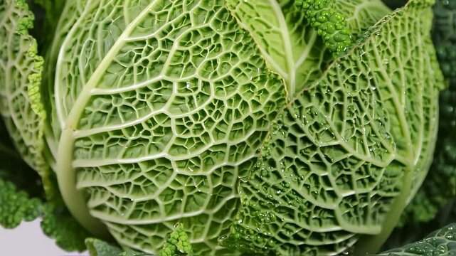 Fresh cabbage 