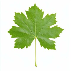 Fototapeta premium A vibrant grape leaf stands out against a white backdrop, highlighting its detailed veins and fresh allure.