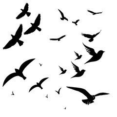 Beautiful black bird 