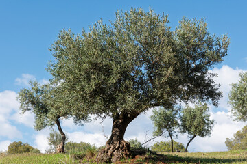 Olivos en primavera, en un olivar de un campo de Andalucía, España